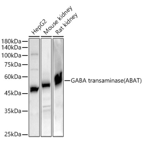 GABA transaminase (ABAT) Rabbit pAb
