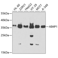 AIMP1 Rabbit pAb