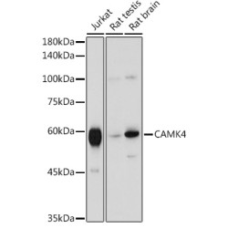 CAMK4 Rabbit pAb