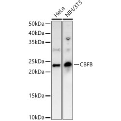 CBFB Rabbit pAb