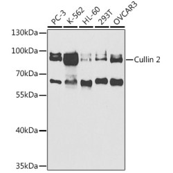 Cullin 2 Rabbit pAb