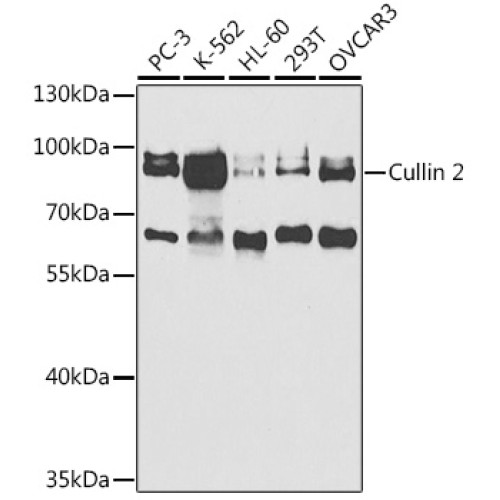Cullin 2 Rabbit pAb