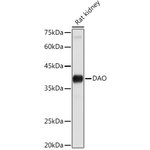 DAO Rabbit pAb