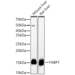 FABP1 Rabbit pAb