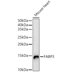 FABP3 Rabbit pAb