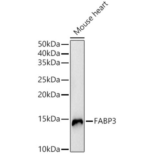 FABP3 Rabbit pAb