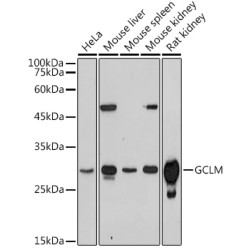 GCLM Rabbit pAb