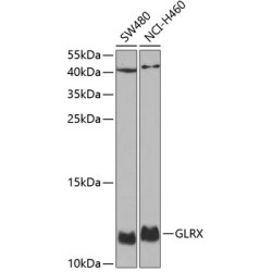 GLRX Rabbit pAb