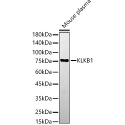 KLKB1 Rabbit pAb