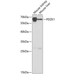 PDZK1 Rabbit pAb
