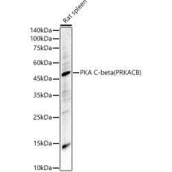 PKA C-beta (PRKACB) Rabbit pAb
