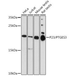 P23/PTGES3 Rabbit pAb
