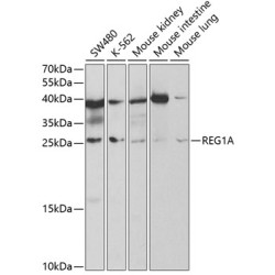 REG1A Rabbit pAb