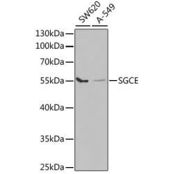 SGCE Rabbit pAb