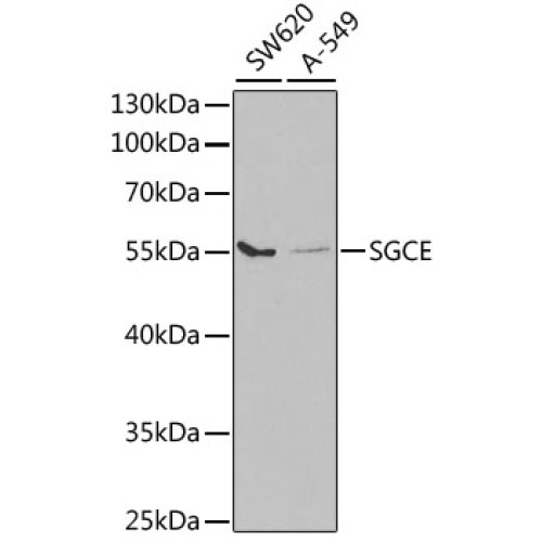 SGCE Rabbit pAb