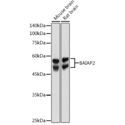 BAIAP2 Rabbit pAb