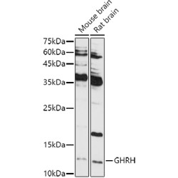 GHRH Rabbit pAb