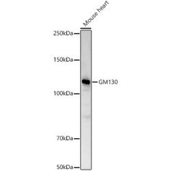 GM130 Rabbit pAb