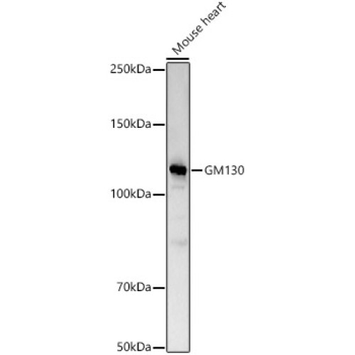 GM130 Rabbit pAb