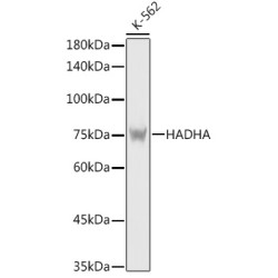 [KO Validated] HADHA Rabbit pAb