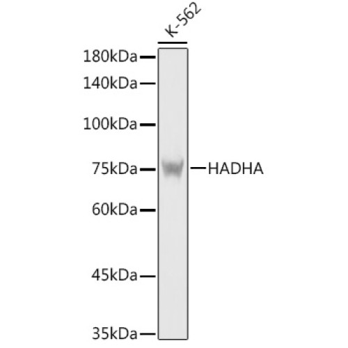 [KO Validated] HADHA Rabbit pAb