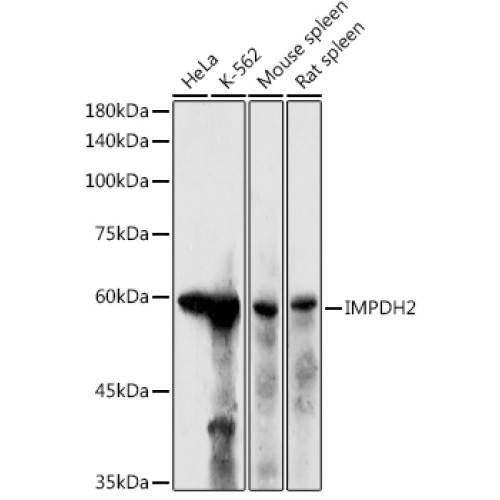 IMPDH2 Rabbit pAb