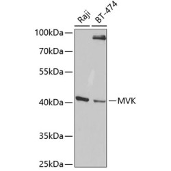 MVK Rabbit pAb