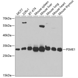 PSME1 Rabbit pAb