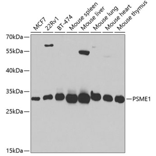 PSME1 Rabbit pAb