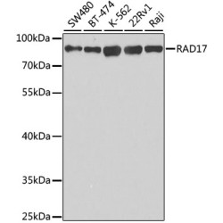 RAD17 Rabbit pAb