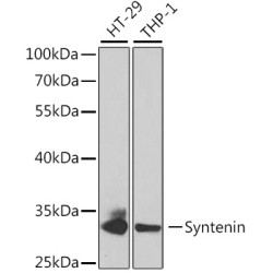 Syntenin Rabbit pAb