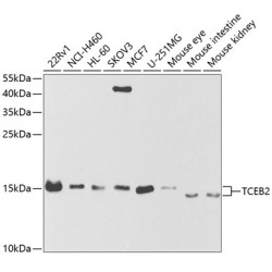 TCEB2 Rabbit pAb