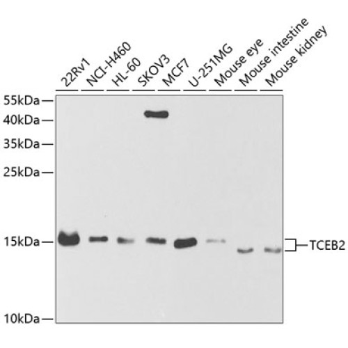 TCEB2 Rabbit pAb