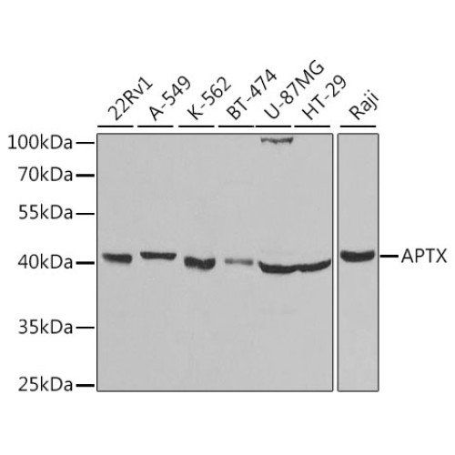 APTX Rabbit pAb