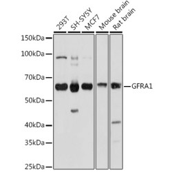 GFRA1 Rabbit pAb