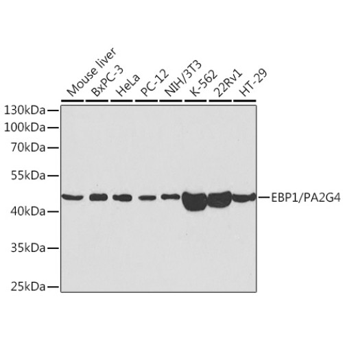 EBP1/PA2G4  Rabbit pAb