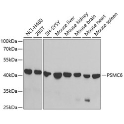 PSMC6 Rabbit pAb