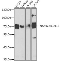 Nectin 2/CD112 Rabbit pAb