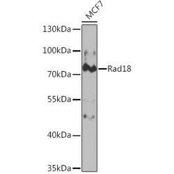Rad18 Rabbit pAb