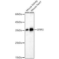 SFRP2 Rabbit pAb