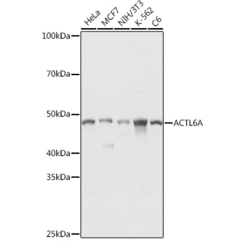 ACTL6A Rabbit pAb