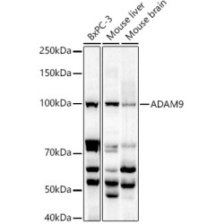 ADAM9 Rabbit pAb