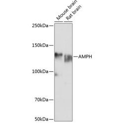 AMPH Rabbit pAb