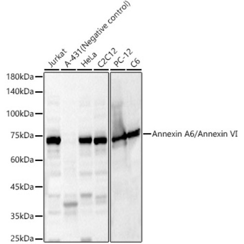 Annexin A6/Annexin VI Rabbit pAb