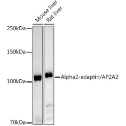 Alpha2-adaptin/AP2A2 Rabbit pAb