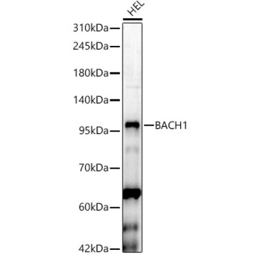 BACH1 Rabbit pAb