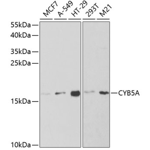 CYB5A Rabbit pAb