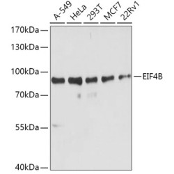 EIF4B Rabbit pAb