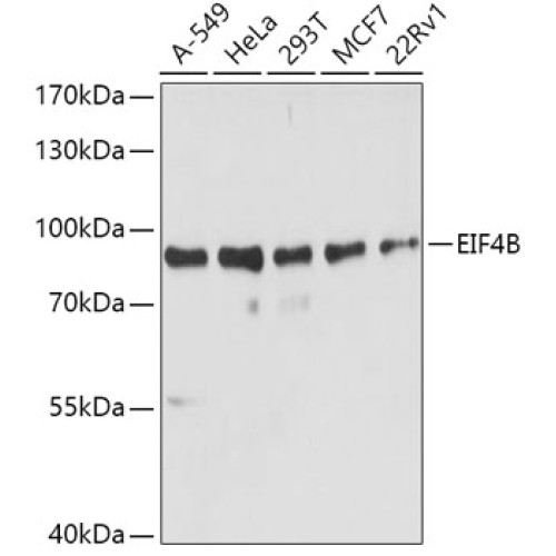 EIF4B Rabbit pAb