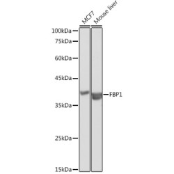 FBP1 Rabbit pAb